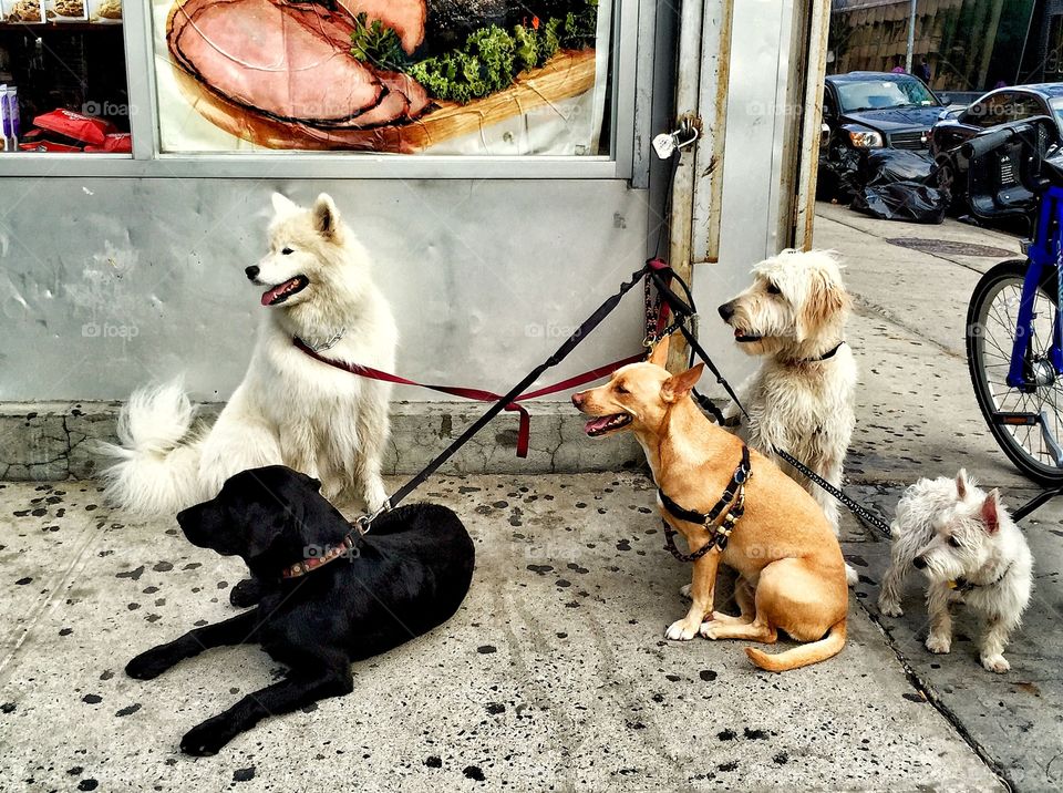 Dogs waiting for their walker 