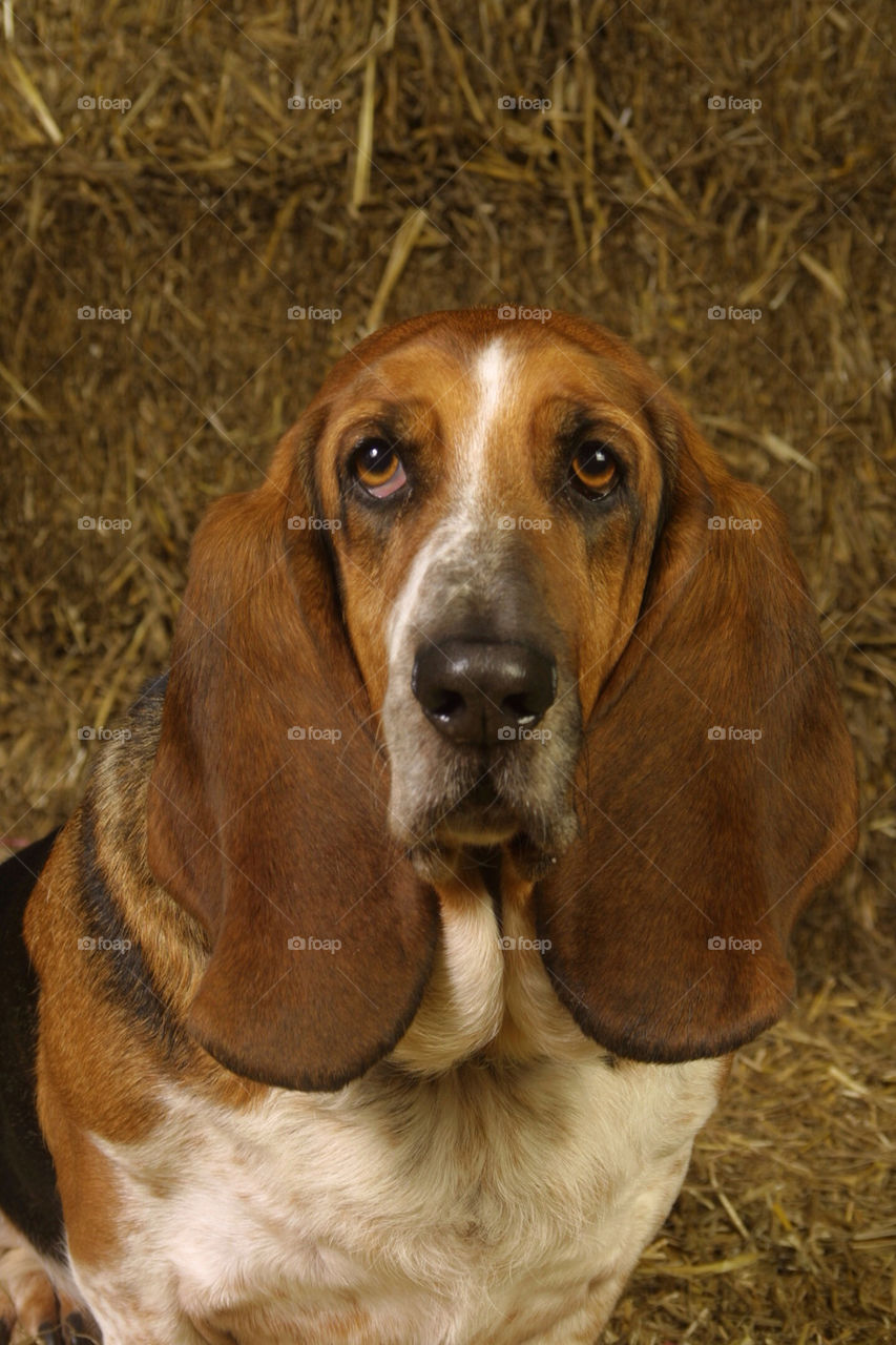 Basset Hound Portrait