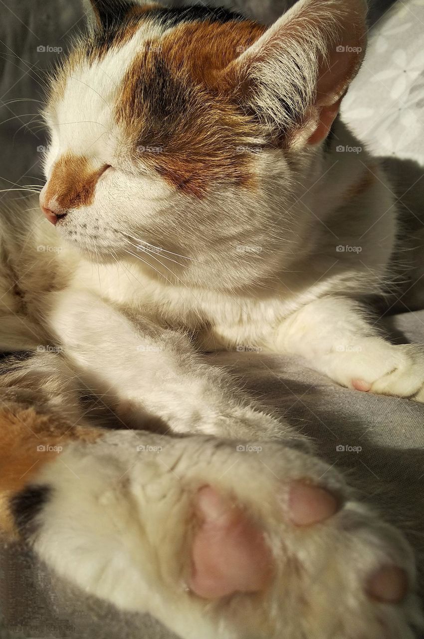 cat beautiful portrait close up, mobile photography