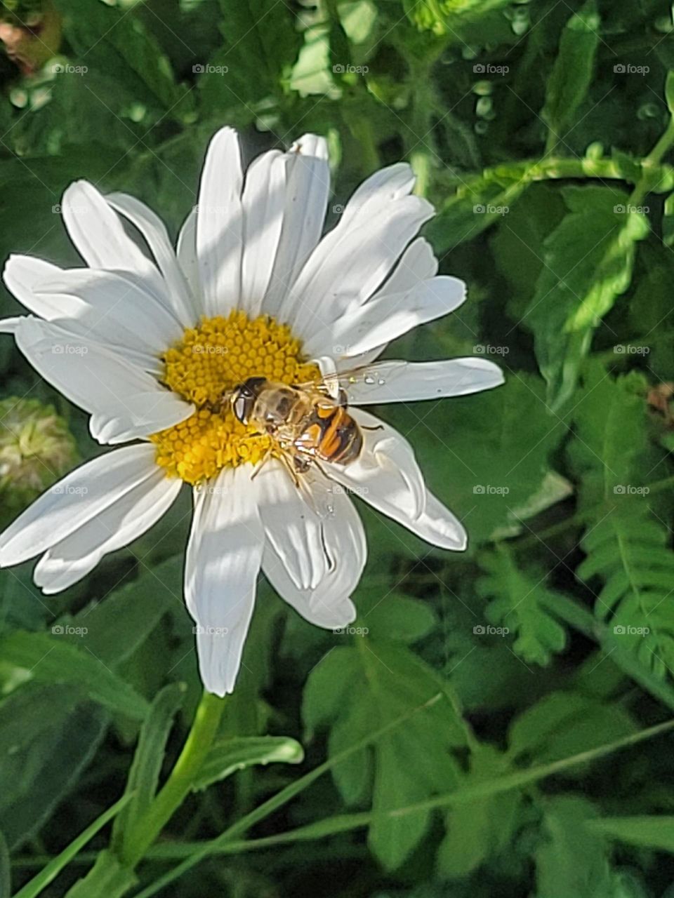 flower and bee