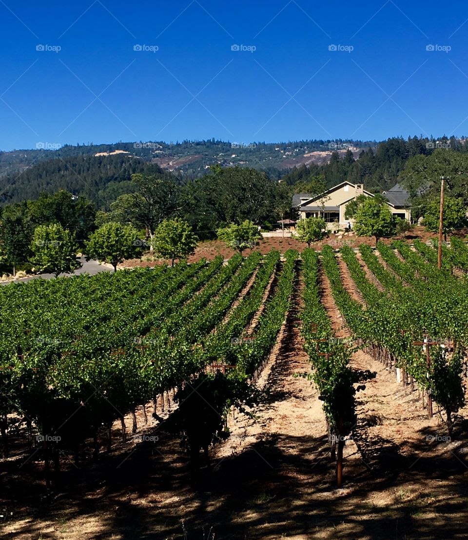 California vineyard 