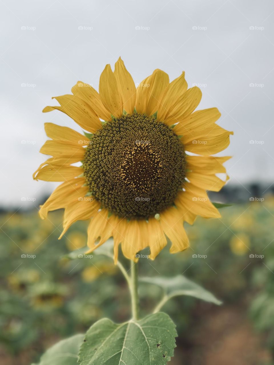 Beautiful sunflower in sunflower garden 🌻