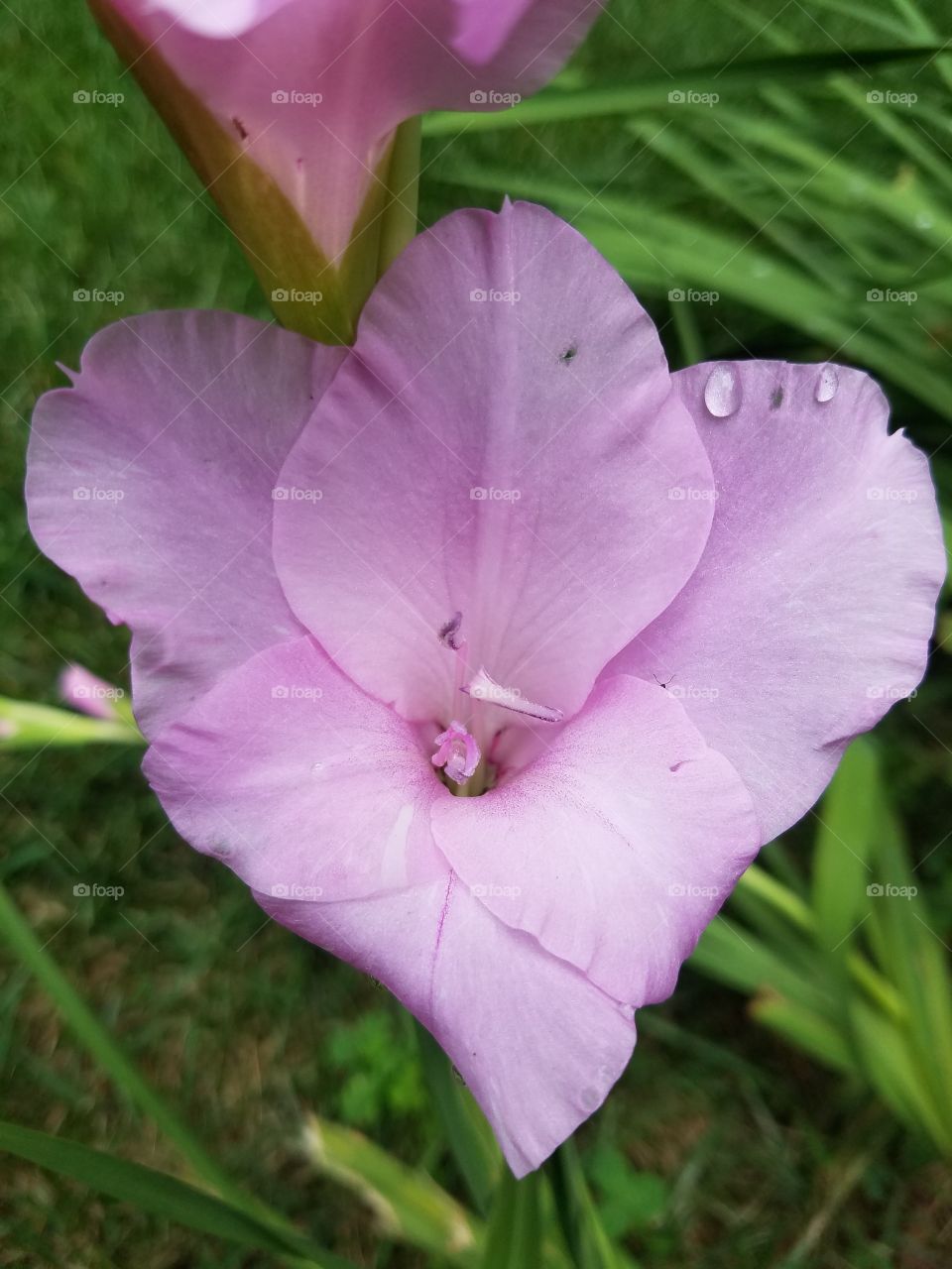Pink flowers after rain