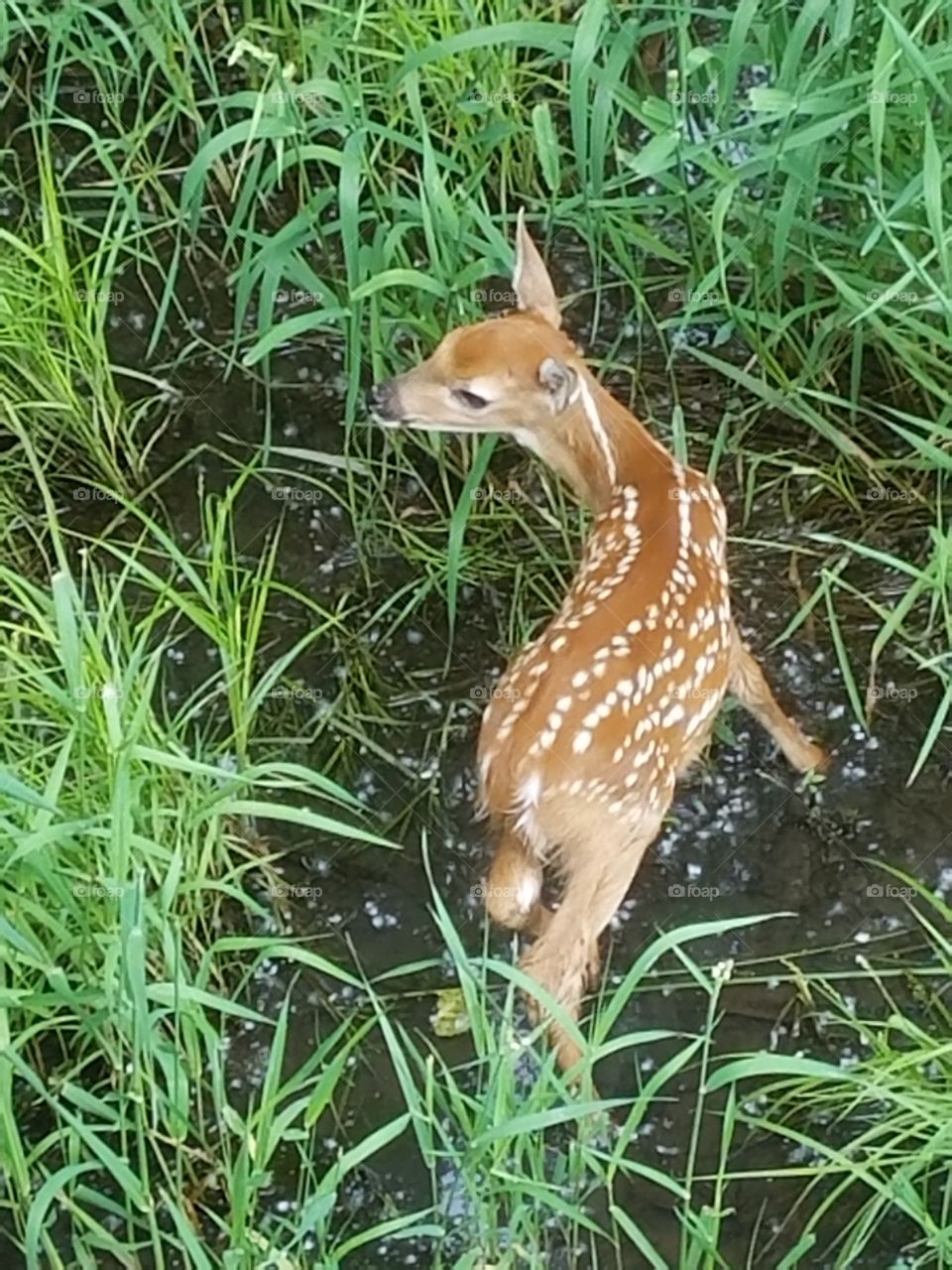 Fawn