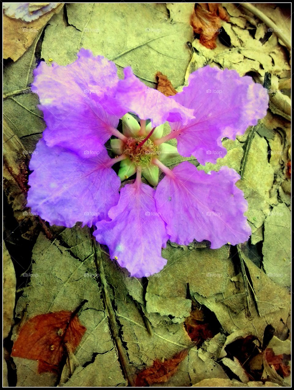 Pretty blossom (Peach tree flower)