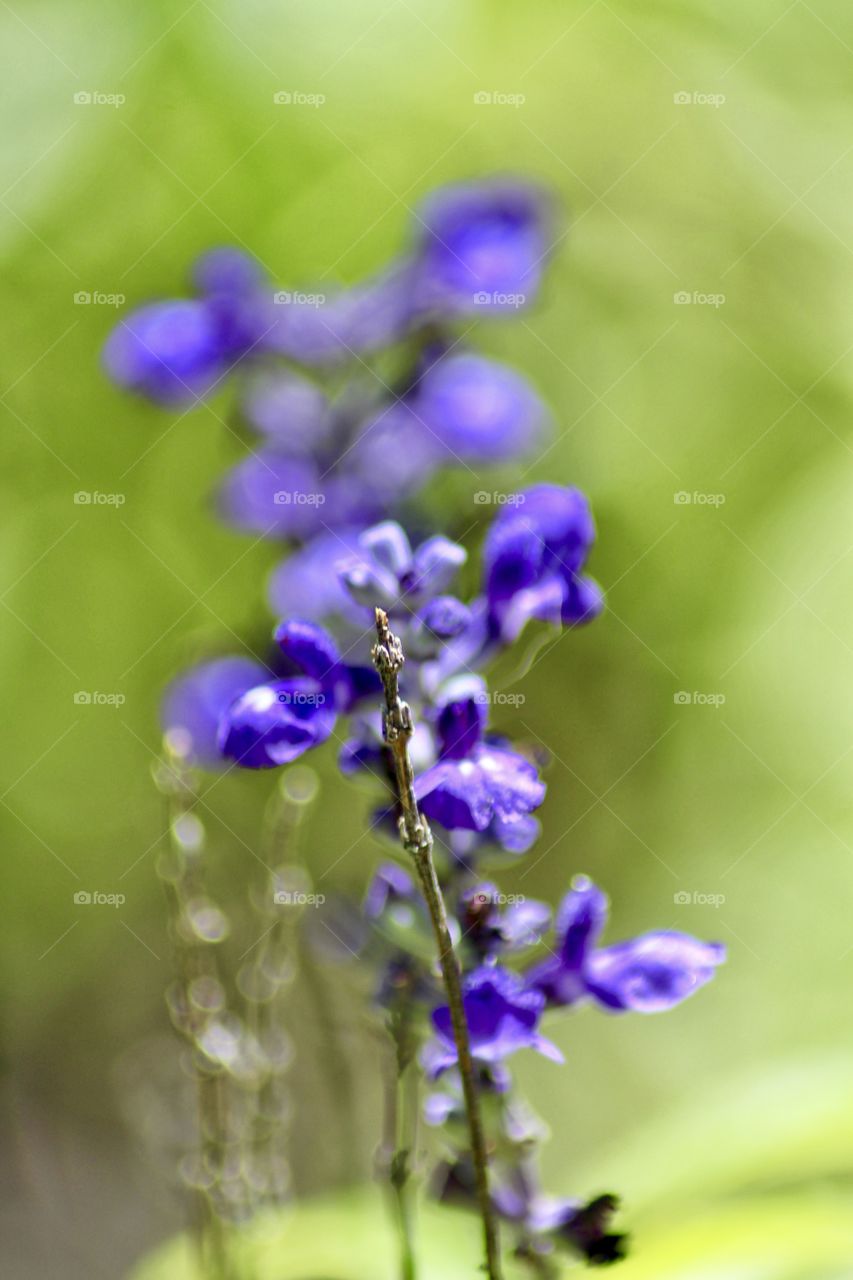 Purple Salvia 