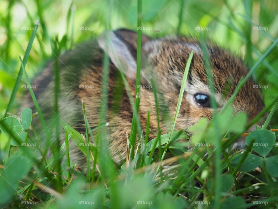 Baby bunny on a hike 