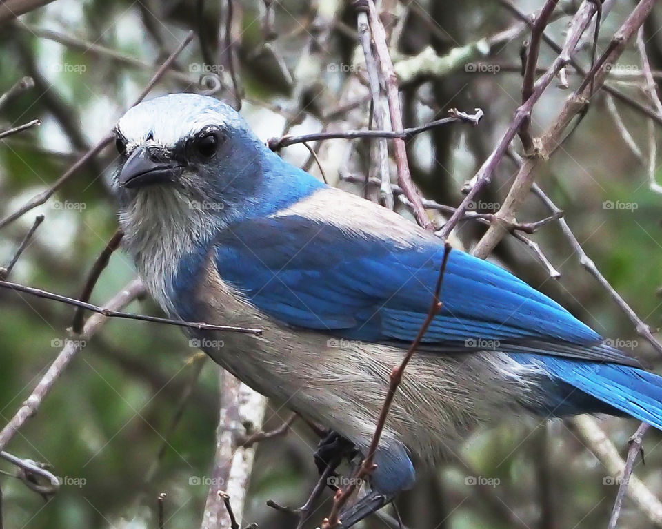 Scrub Jay close up