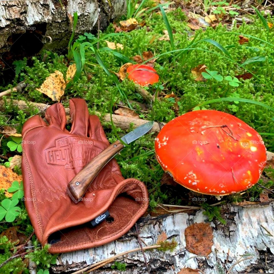 Mushrooms.  A red fly agaric grew in the green grass.  Nearby lies a knife and a leather glove.