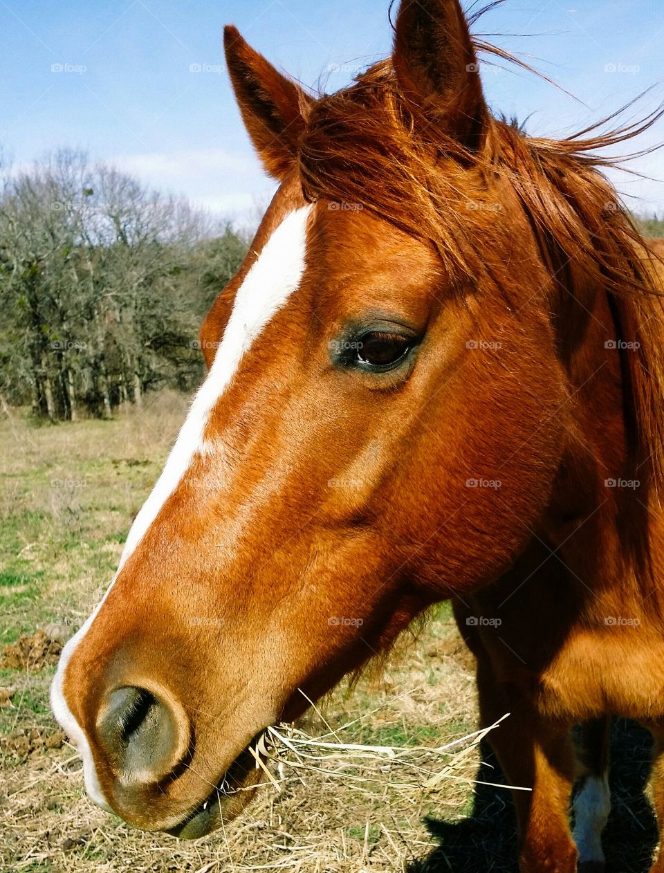 Sorrel Horse Close Up