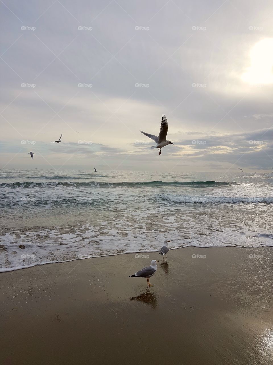 Seagulls resting on the beach and flying over the sea