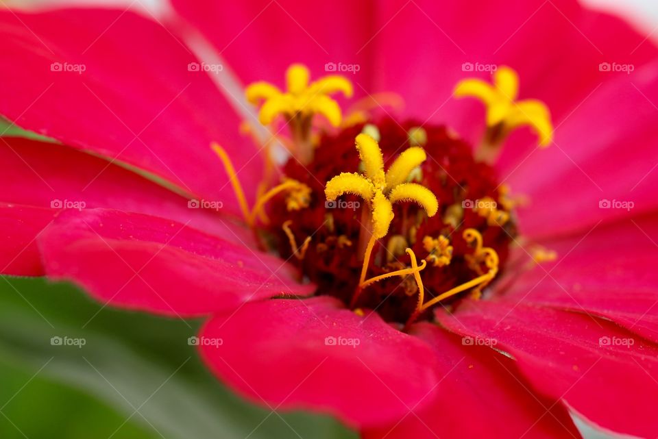 Pink Flower 2