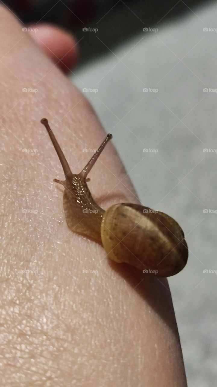 my snail