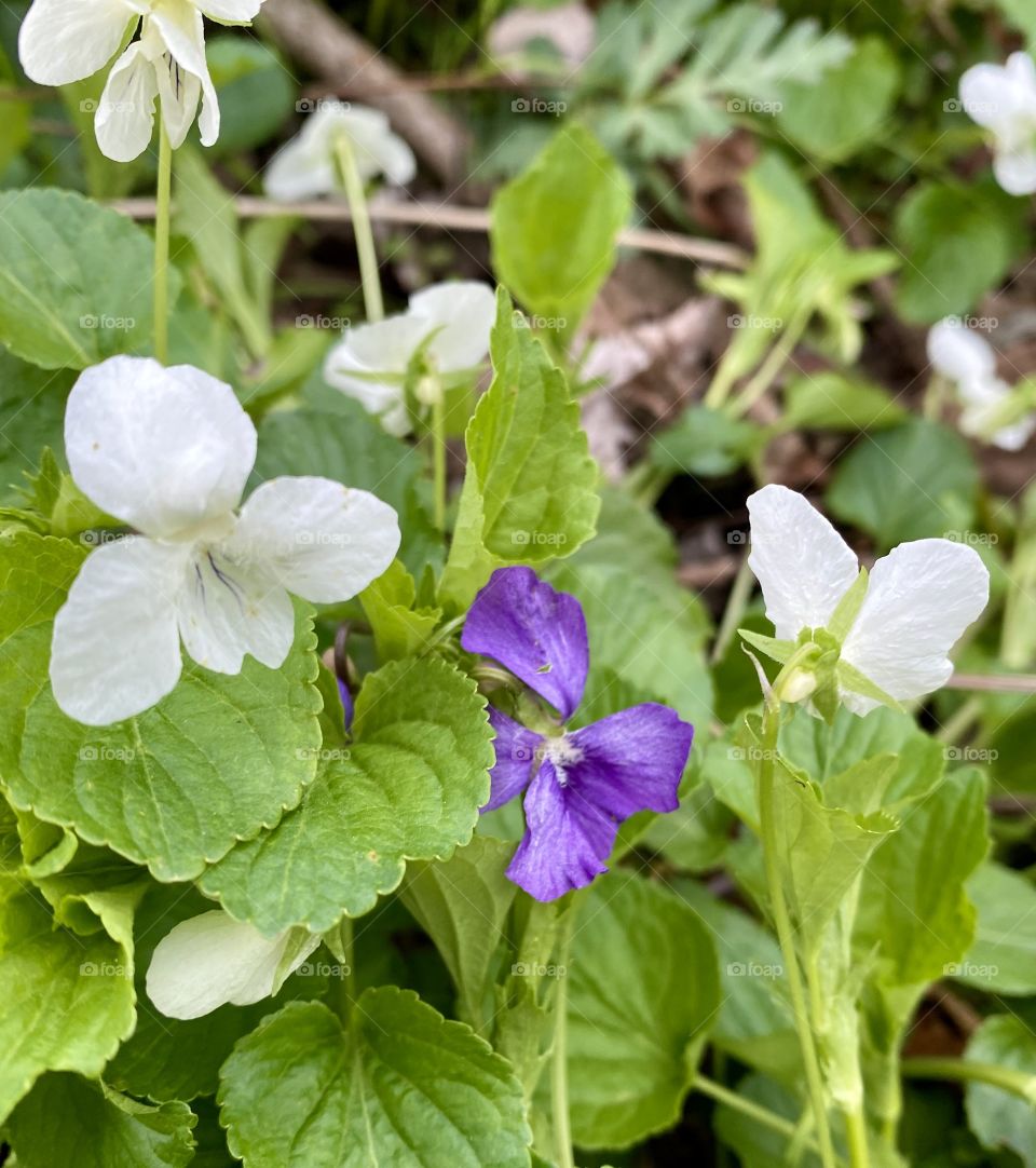 Violets, white and purple, First sign of spring 