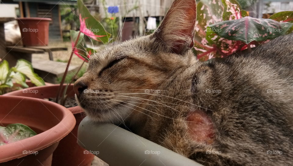 the kitten sleeps on a yam flower