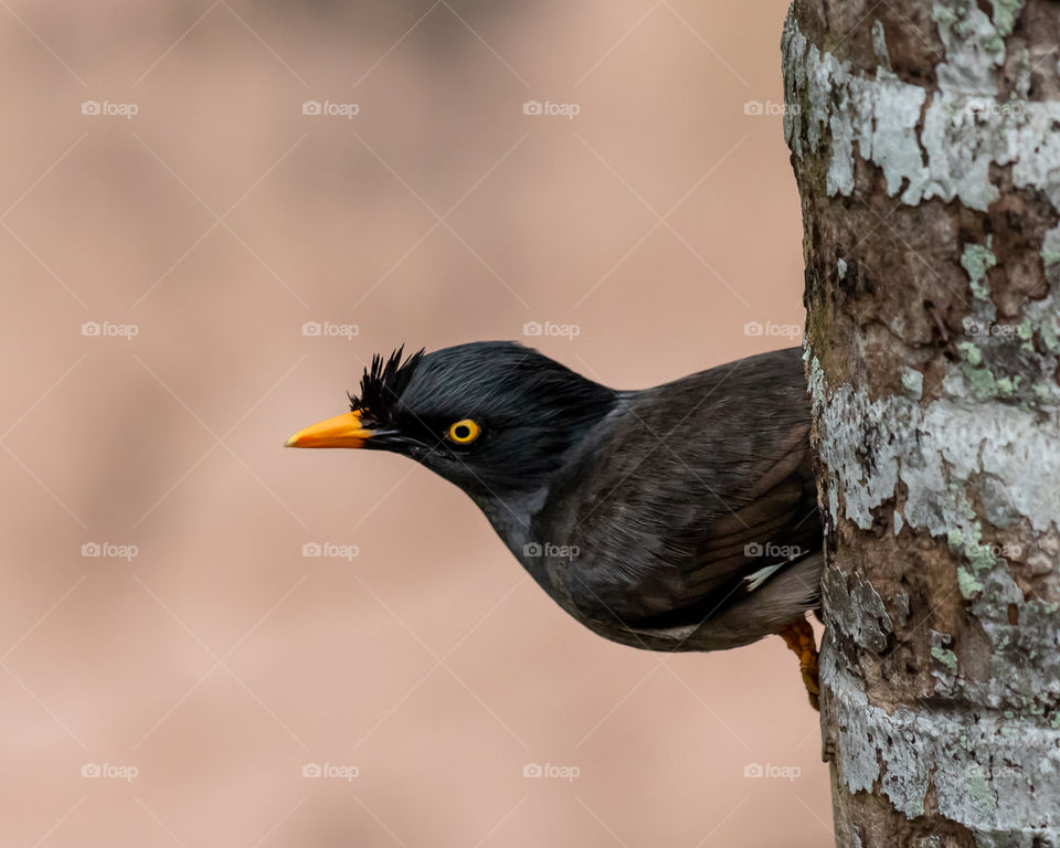 Myna