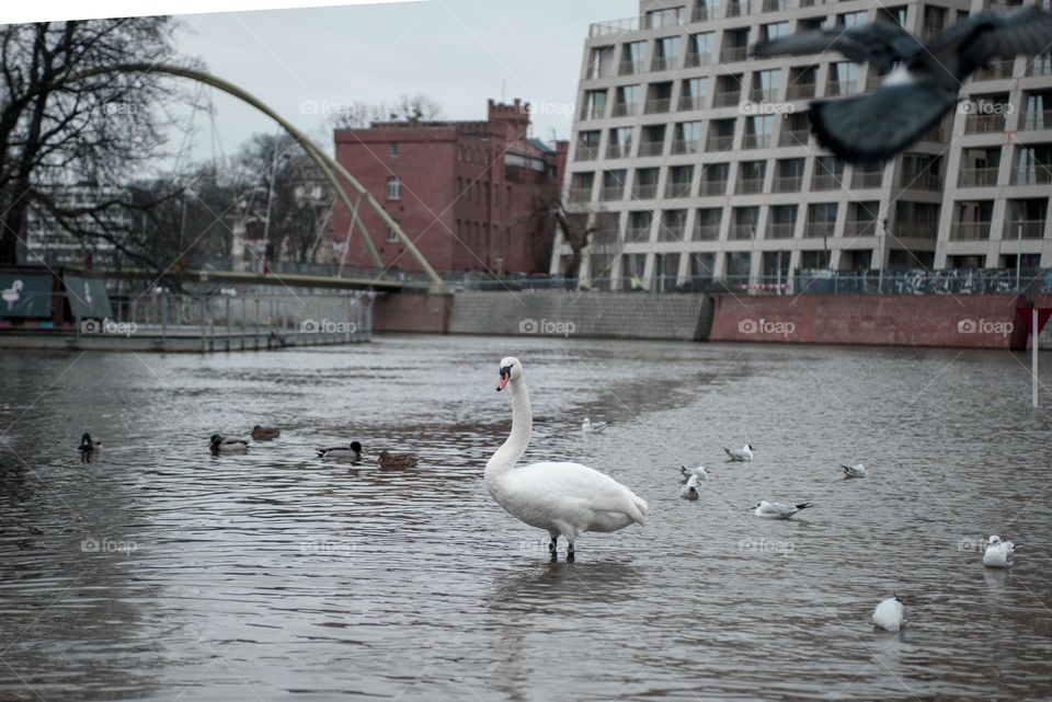 Swans on the river in Wroclaw, Poland