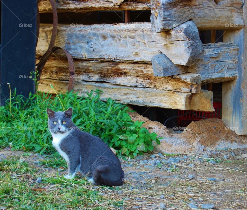 Close-up of a tabby cat