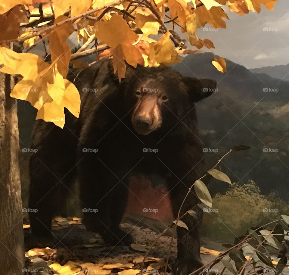 Bear necessities 