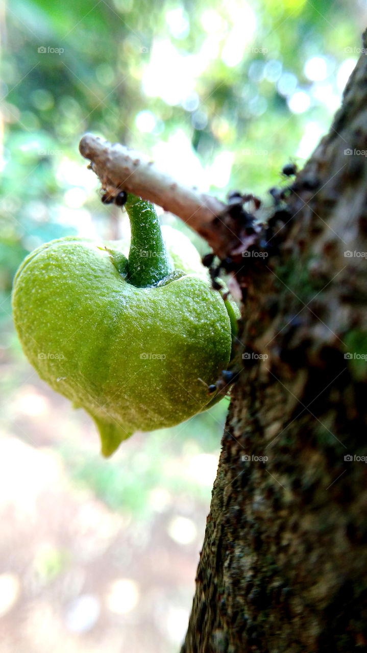 soursop flower