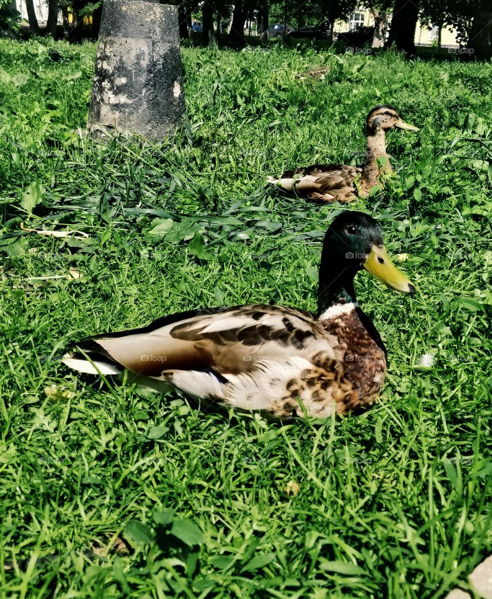 My neighbor's ducks