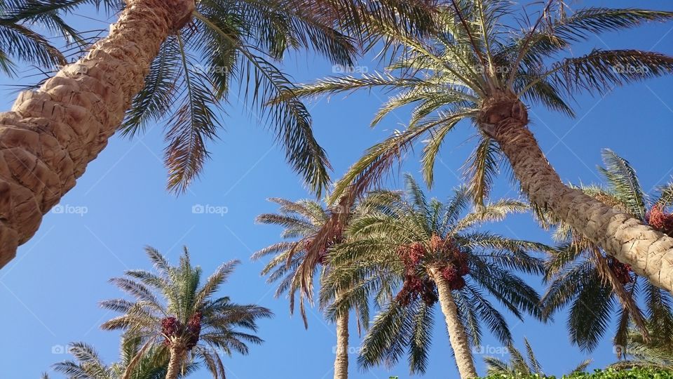 Palms