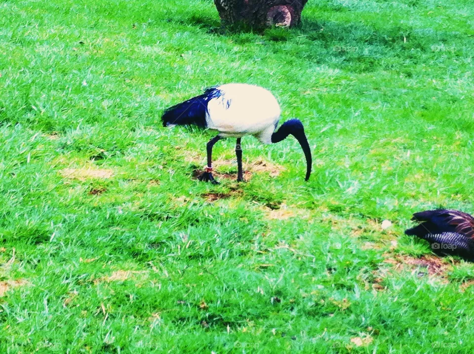 Bird