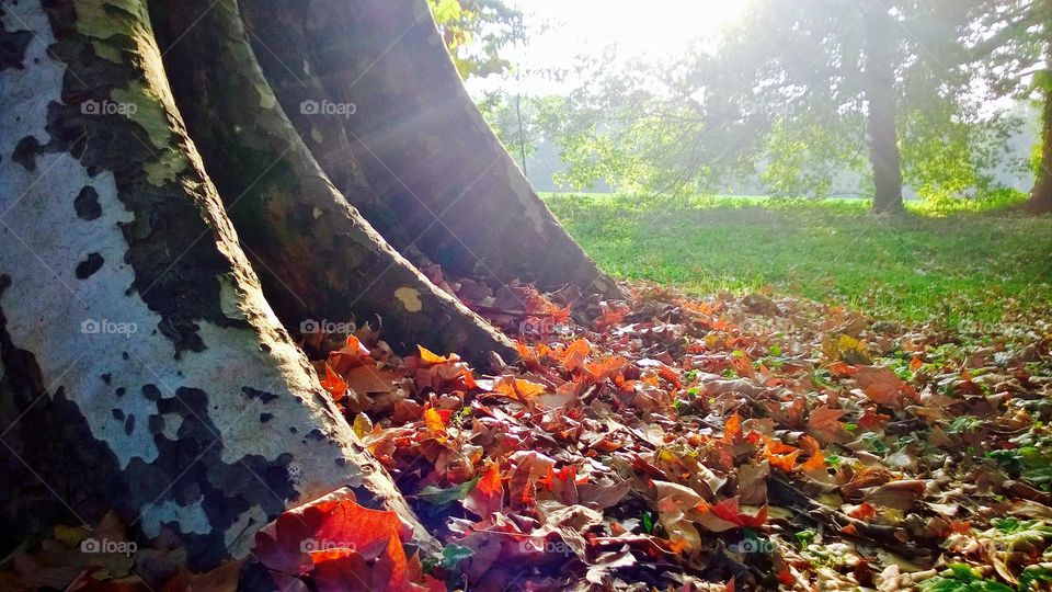 Ancient forest 