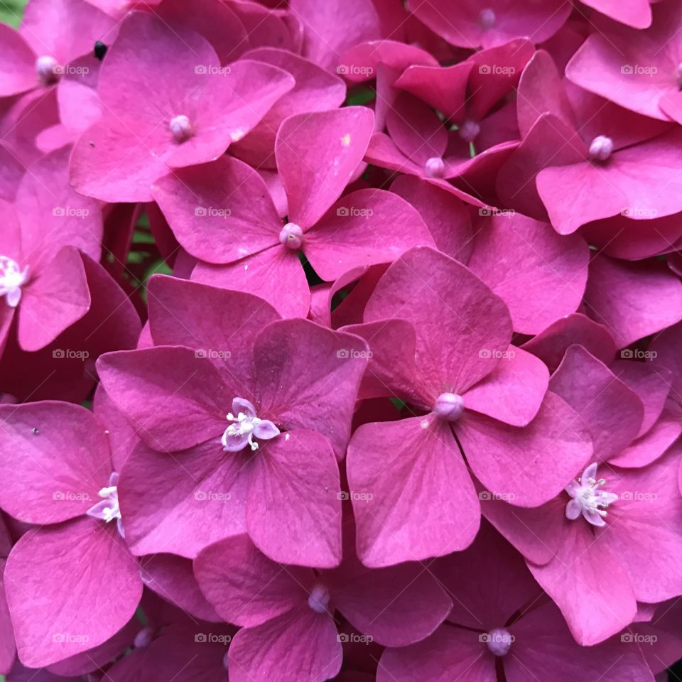 Hydrangea 