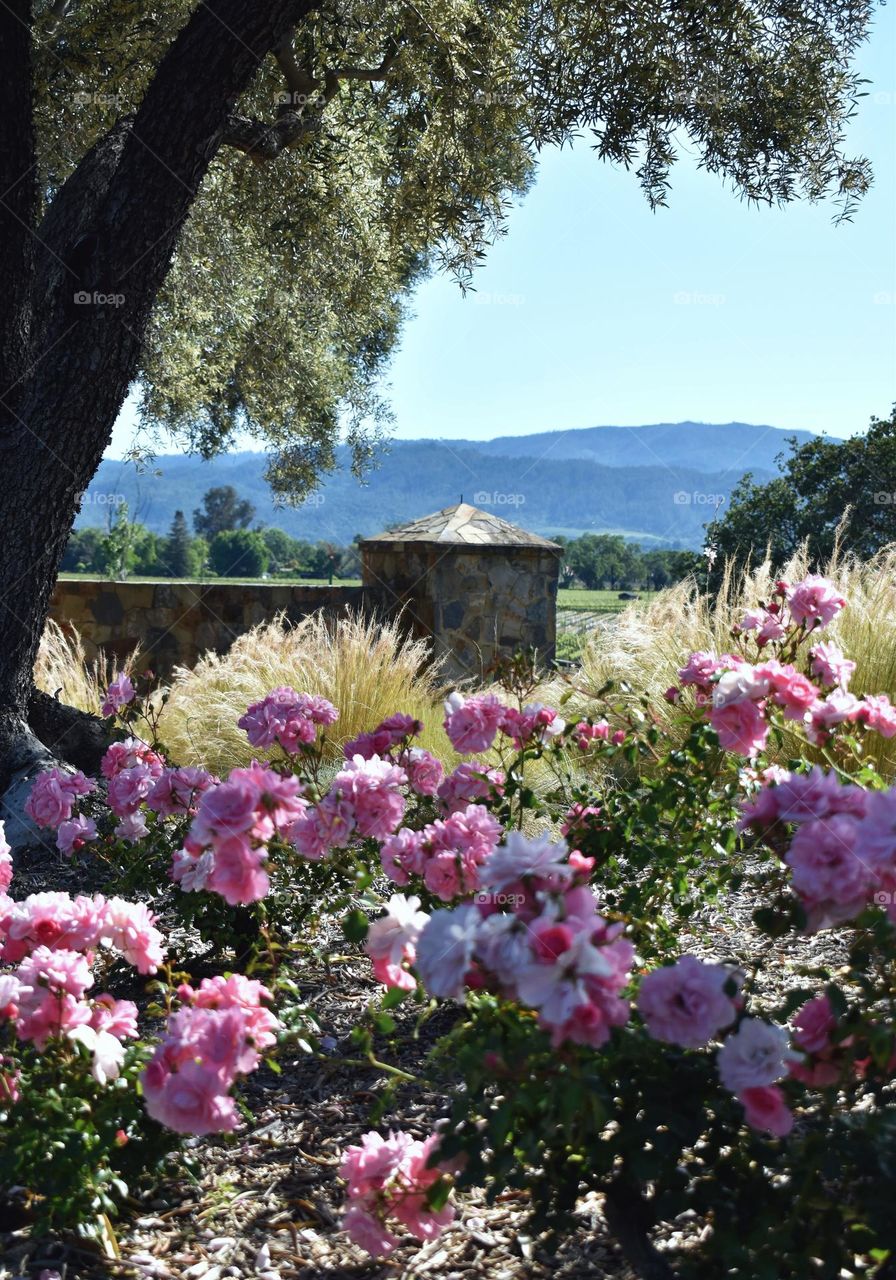 Nature's authentic scenic beauty