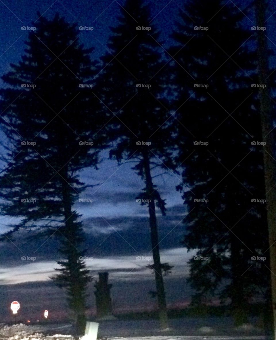 Pines at dusk 