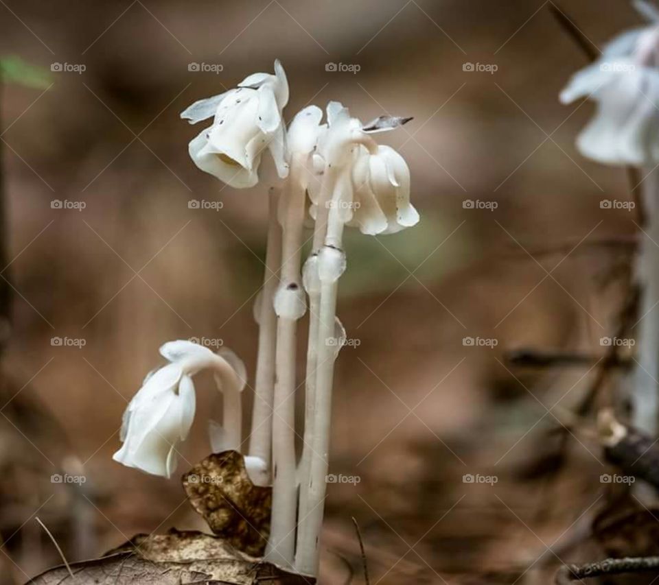 Indian Peace Pipe Fungus Mushroom