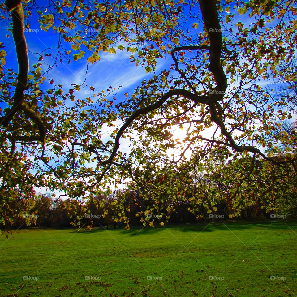 Green, environment , botany, trees, landscape