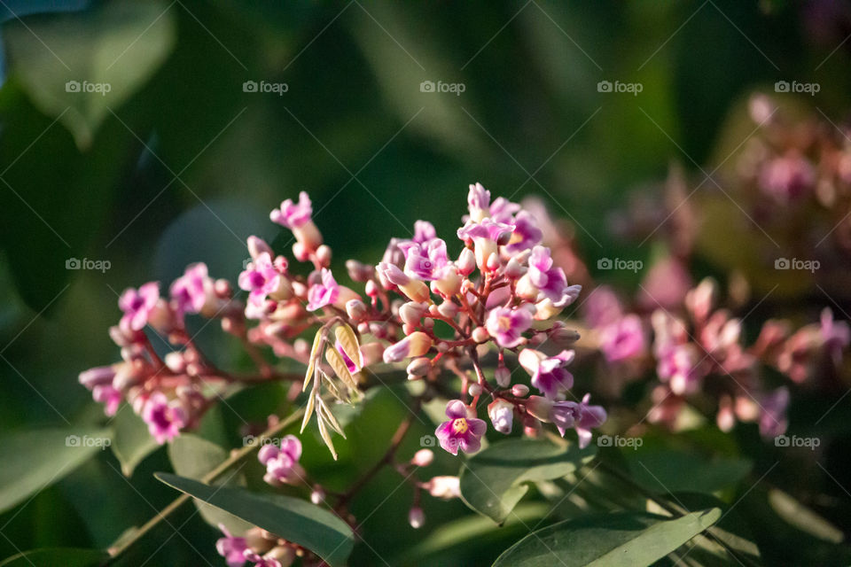 Flower blooming on star fruit tree