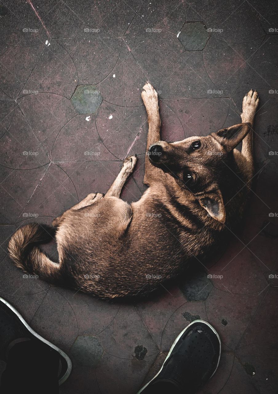 silence

some dogs may be less vocal than others.