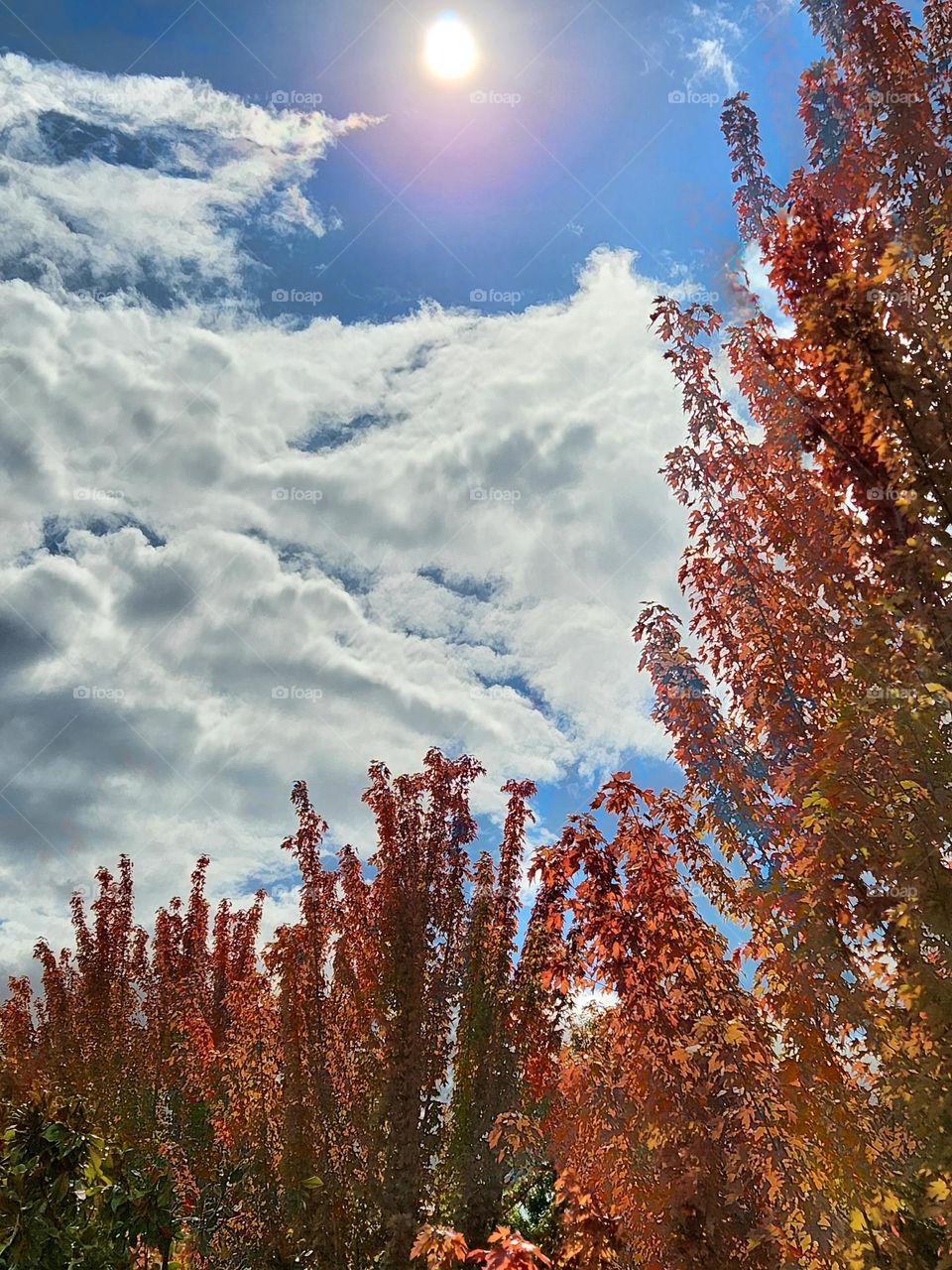 bold red orange leaf covered tree branches reaching toward a blue sky with clouds under a bright sun on an Autumn afternoon in Oregon