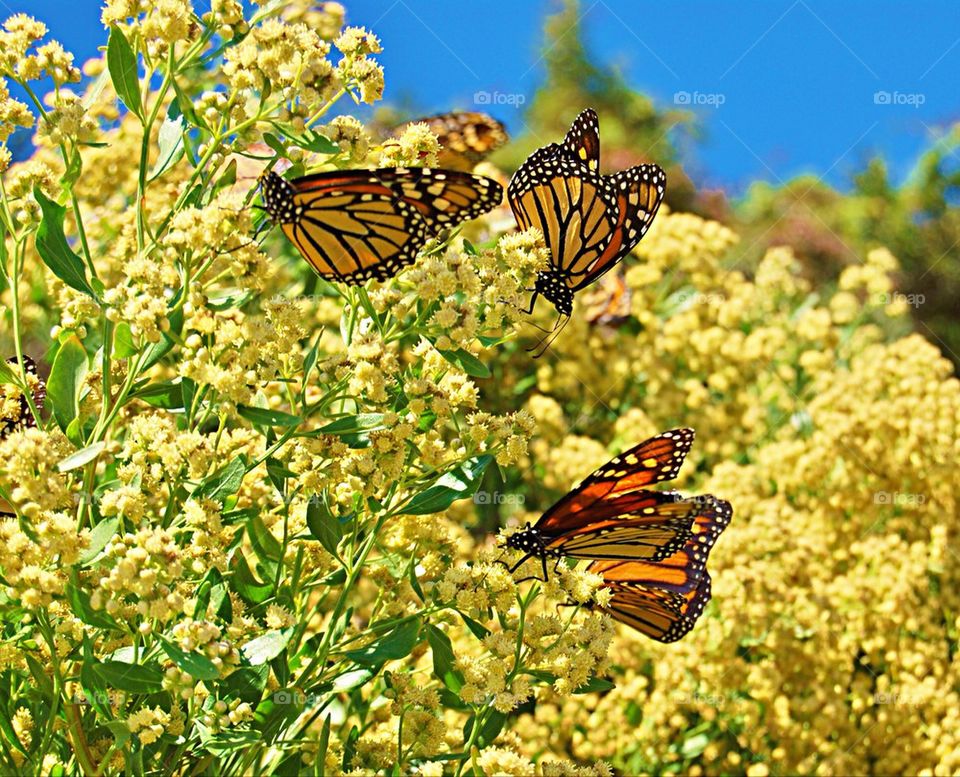 Monarch butterflies 