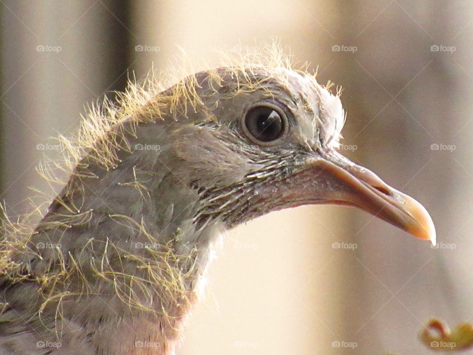 baby pigeon