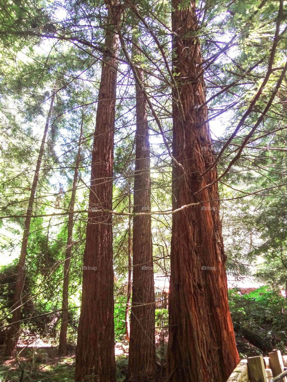 Three Redwoods