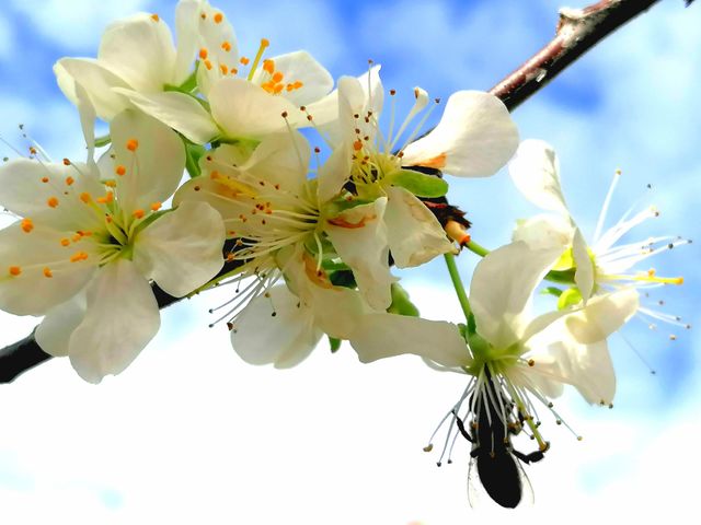 Spring