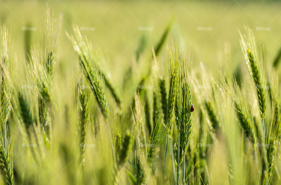 Green wheat field