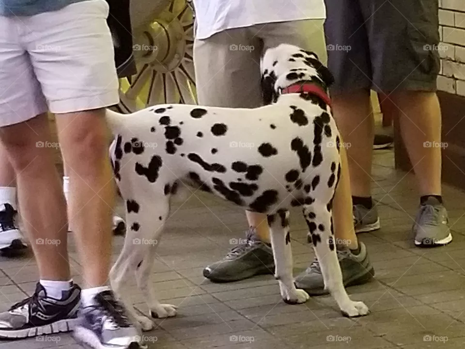 spot