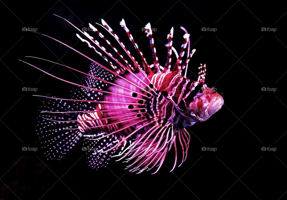 beautiful colourful fish