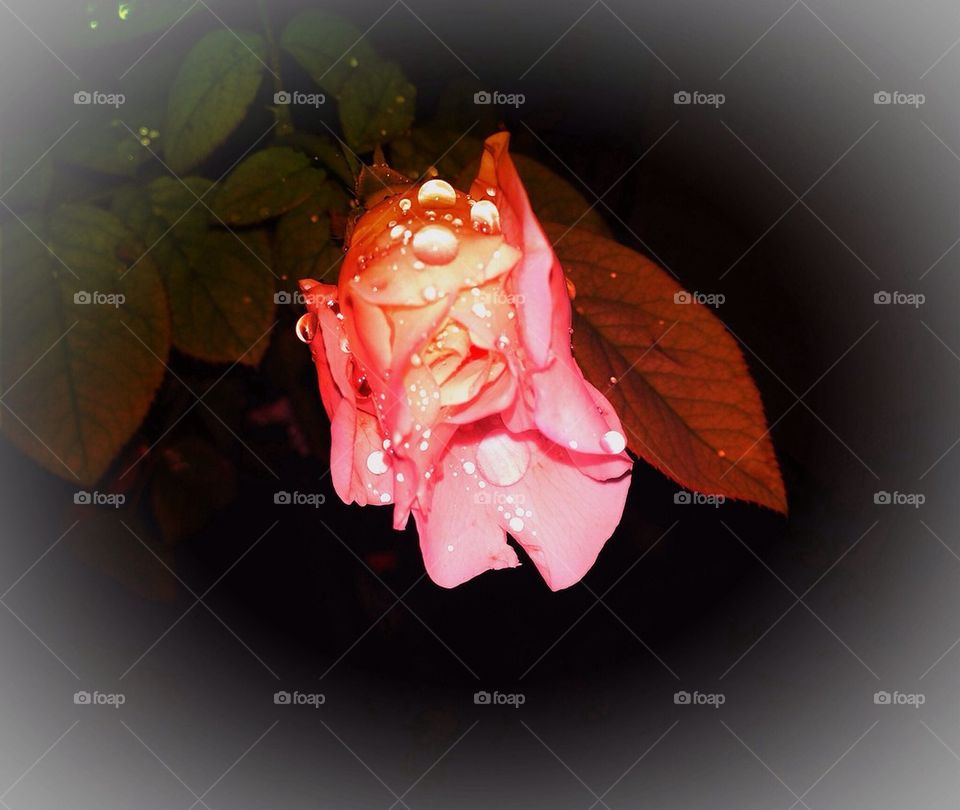 Rosebud in raindrops