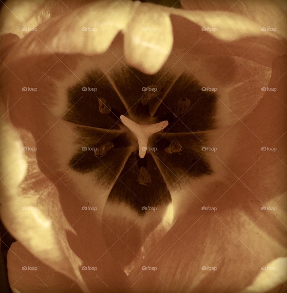 inside tulip pattern highlighted in sepia tone.
