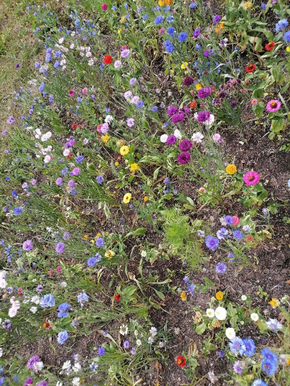 beautiful summer🌼