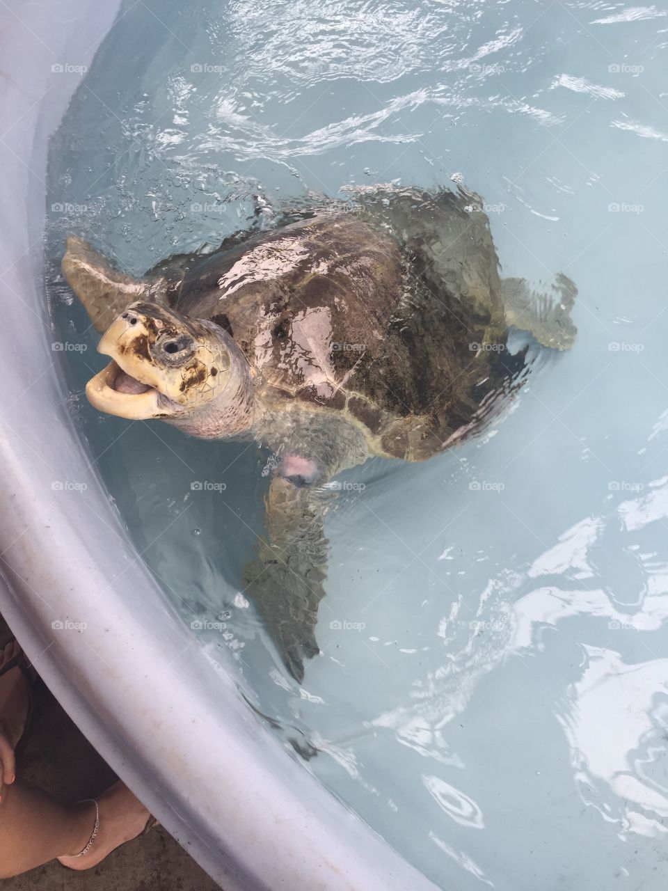 Sea turtle, in a rehabilitation center