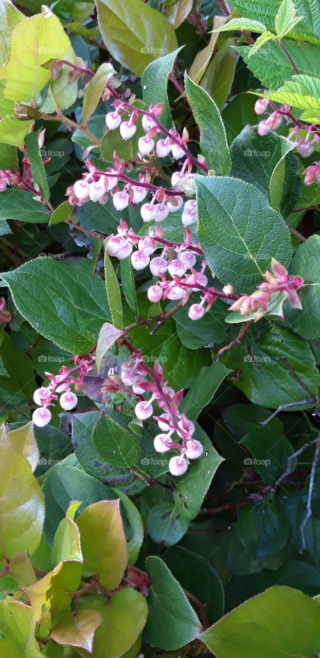 flowers in vancouver island
