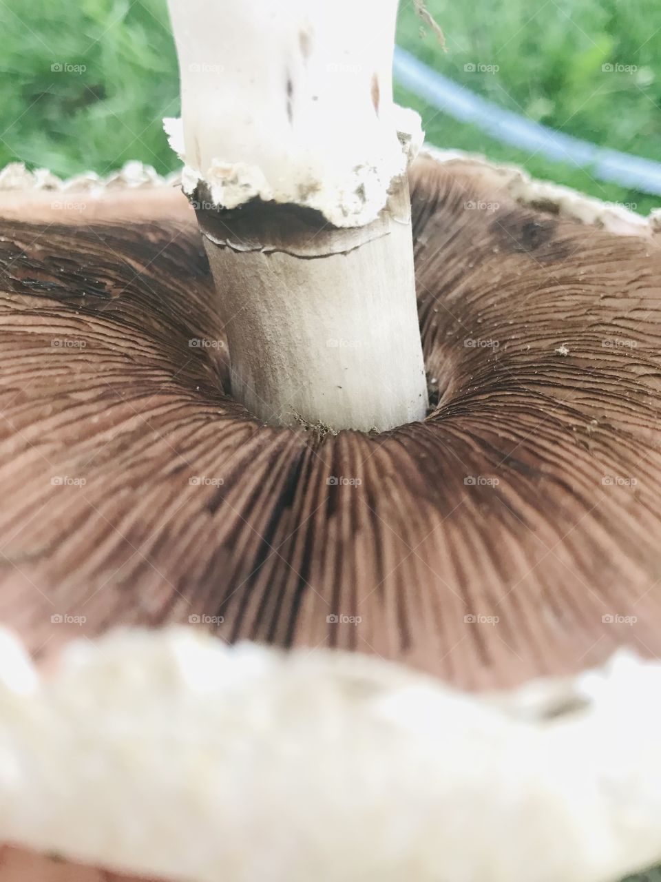 Mushroom view