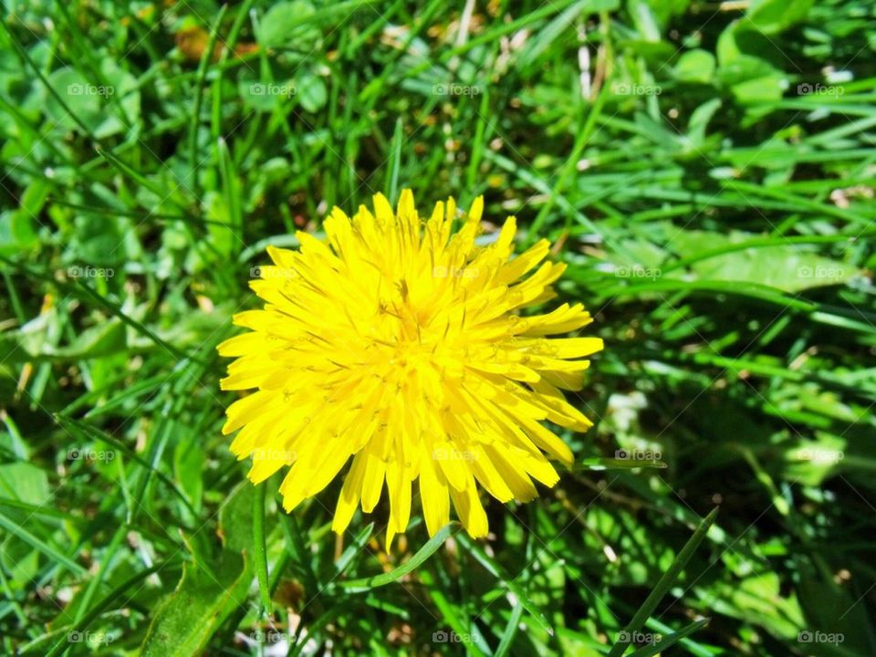 Dandelion